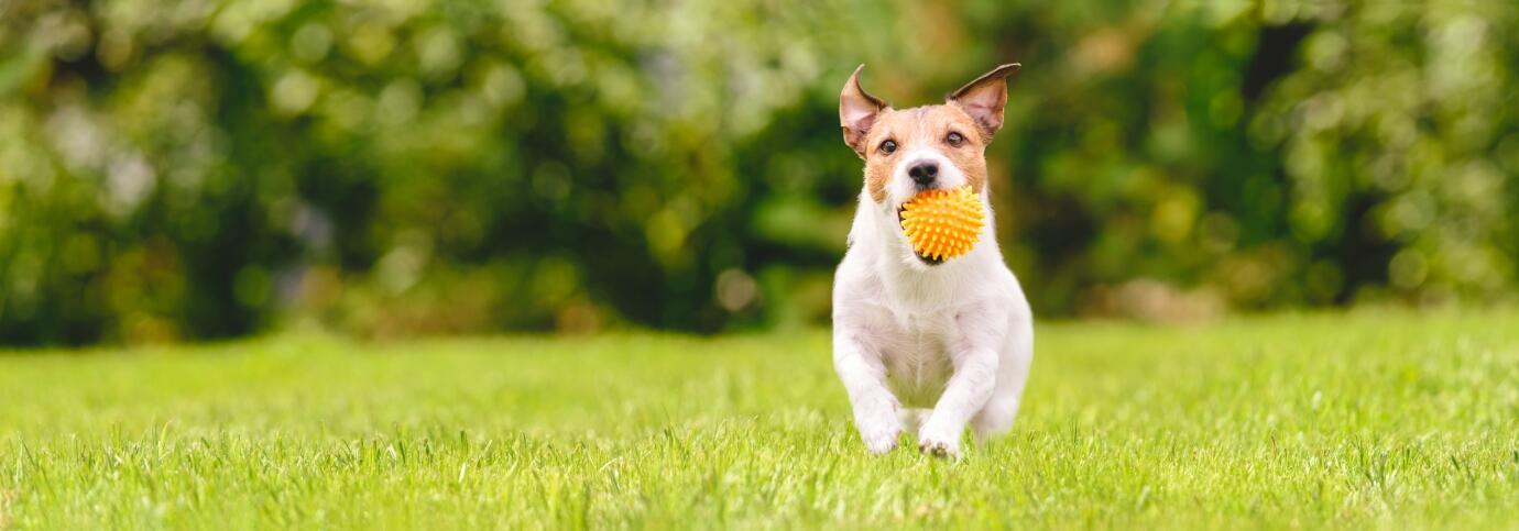 Shop für glückliche, gesunde Hunde