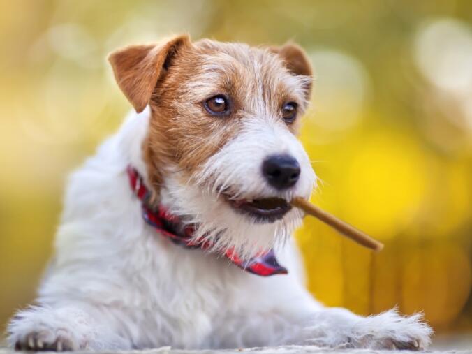 Kauerlebnis für mehr Gesundheit