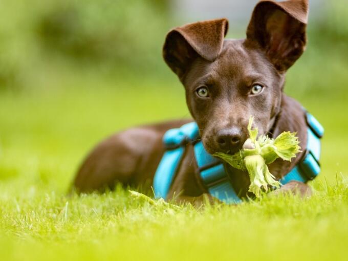 Qualitätskriterien Hundegeschirr